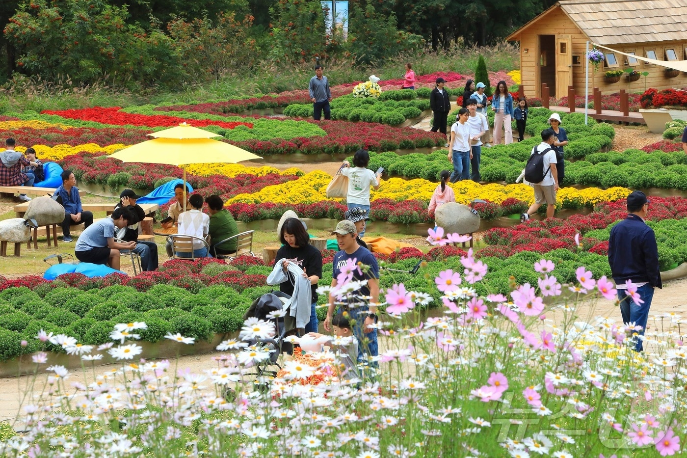 인제 가을꽃축제 자료사진.(뉴스1 DB)