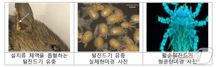 질병관리청은 쯔쯔가무시증을 옮기는 털진드기가 급증한 데 따라 가을철 야외 활동을 할 때 물림을 주의해야 한다고 30일 밝혔다. 사진은 털진드기의 모습.&#40;질병관리청 제공&#41;