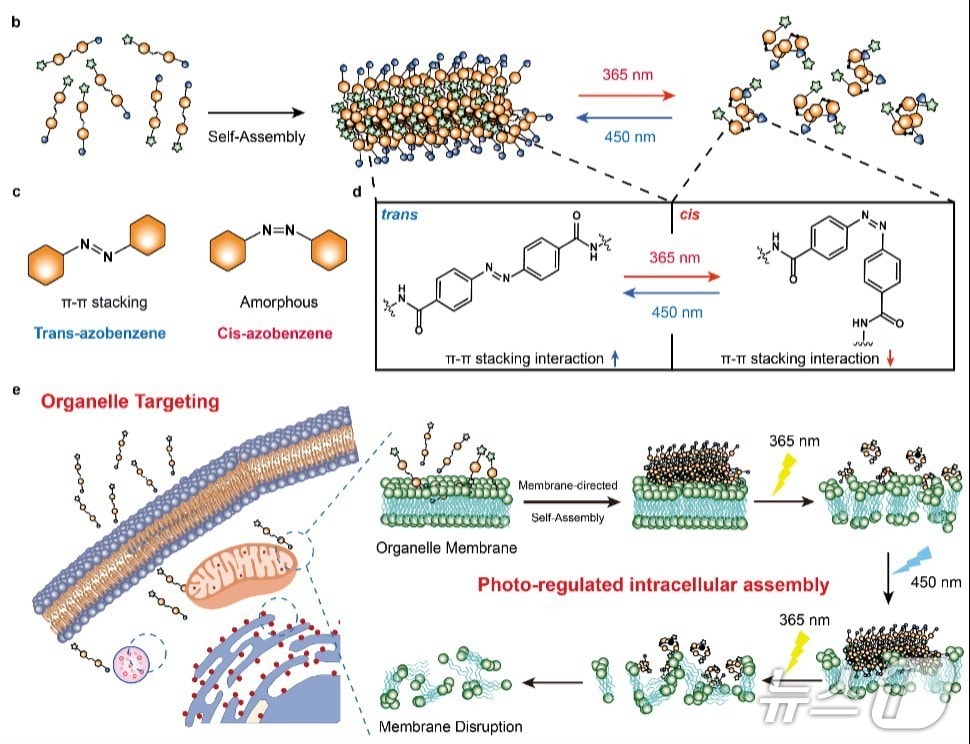빛 파장에 따라 조립과 분해를 반복하는 광 스위칭 분자의 작동 원리.(UNIST 제공. 재판매 및 DB금지)/뉴스1