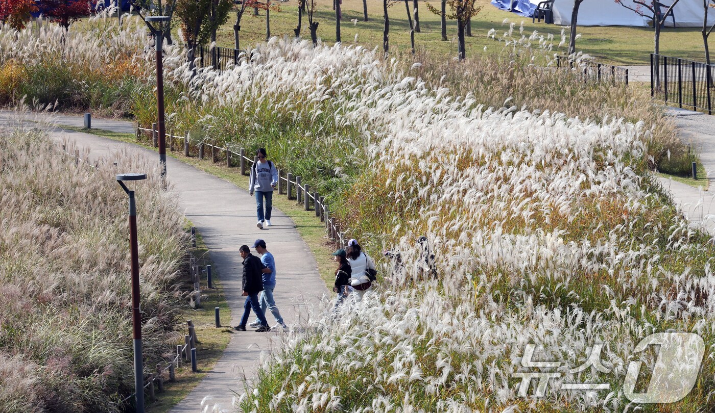 경기 화성시 동탄호수공원을 찾은 시민들이 만개한 억새밭 사이에서 산책을 하고 있다.&#40;자료사진&#41;/뉴스1 DB