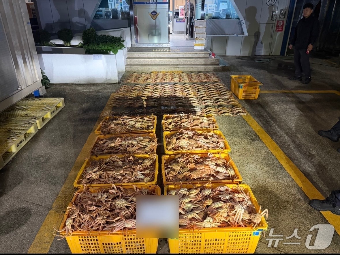 포항해양경찰서는 6일 연중 포획이 금지된 암컷대게 3200여마리를 잡은 선장 등 2명을 붙잡아 조사하고 있다. 선장 A 씨가 거주지 창고에 보관한 암컷대게.(포항해경 제공,재판매 및 DB 금지)