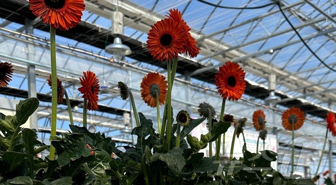 경북농업기술원은 7일 경북 대표 화훼작목인 거베라의 명품화를 위해 스마트팜 기반 수경재배 기술개발에 속도를 내고 있다.&#40;경북도 제공. 재판매 및 DB금지&#41; /뉴스1