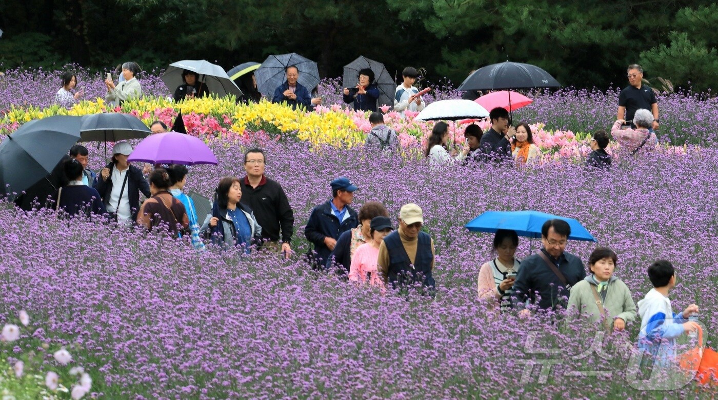 7일 오후 강원 인제군 북면 용대리 일원에서 열린 '2025 인제 가을꽃 축제'에서 관광객들이 우산을 쓰고 꽃길을 거닐며 추억을 쌓고 있다. 지난달 27일 개막한 축제는 ‘인제에서 꽃길만 걷자’를 주제로 오는 19일까지 이어진다.(인제군 제공. 재판매 및 DB금지) 2025.10.7/뉴스1 ⓒ News1 이종재 기자