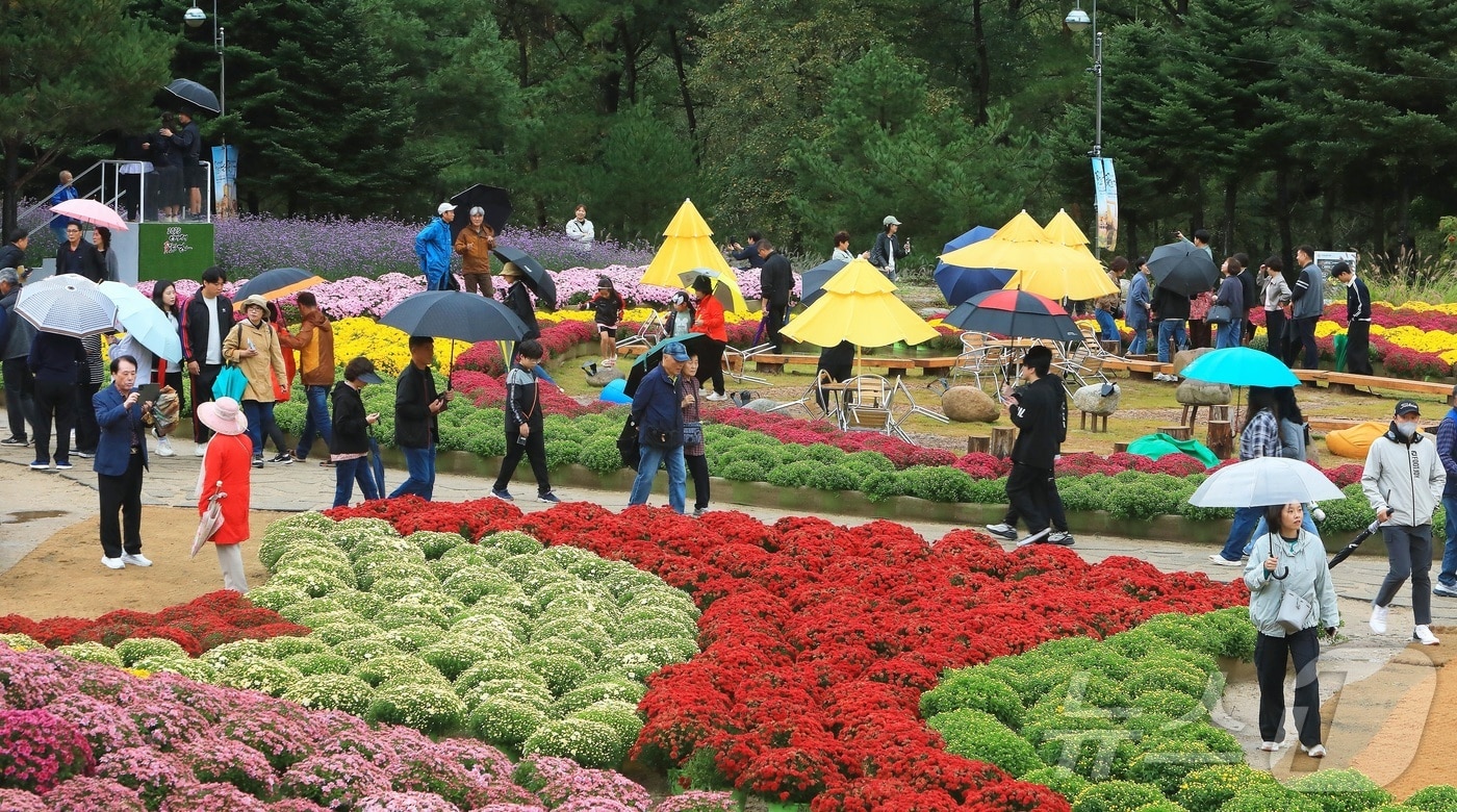 7일 오후 강원 인제군 북면 용대리 일원에서 열린 '2025 인제 가을꽃 축제'에서 관광객들이 우산을 쓰고 꽃길을 거닐며 추억을 쌓고 있다.(인제군 제공. 재판매 및 DB금지) 2025.10.7/뉴스1 ⓒ News1 이종재 기자