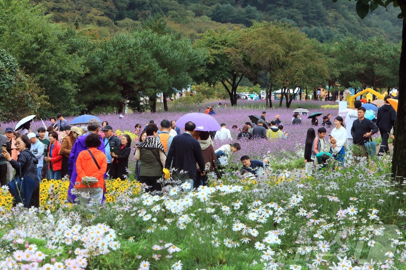 7일 오후 강원 인제군 북면 용대리 일원에서 열린 '2025 인제 가을꽃 축제'를 찾은 관광객들이 우산을 쓰고 꽃길을 걷고 있다. 지난달 27일 개막한 축제는 ‘인제에서 꽃길만 걷자’를 주제로 오는 19일까지 이어진다.(인제군 제공. 재판매 및 DB금지) 2025.10.7/뉴스1 ⓒ News1 이종재 기자