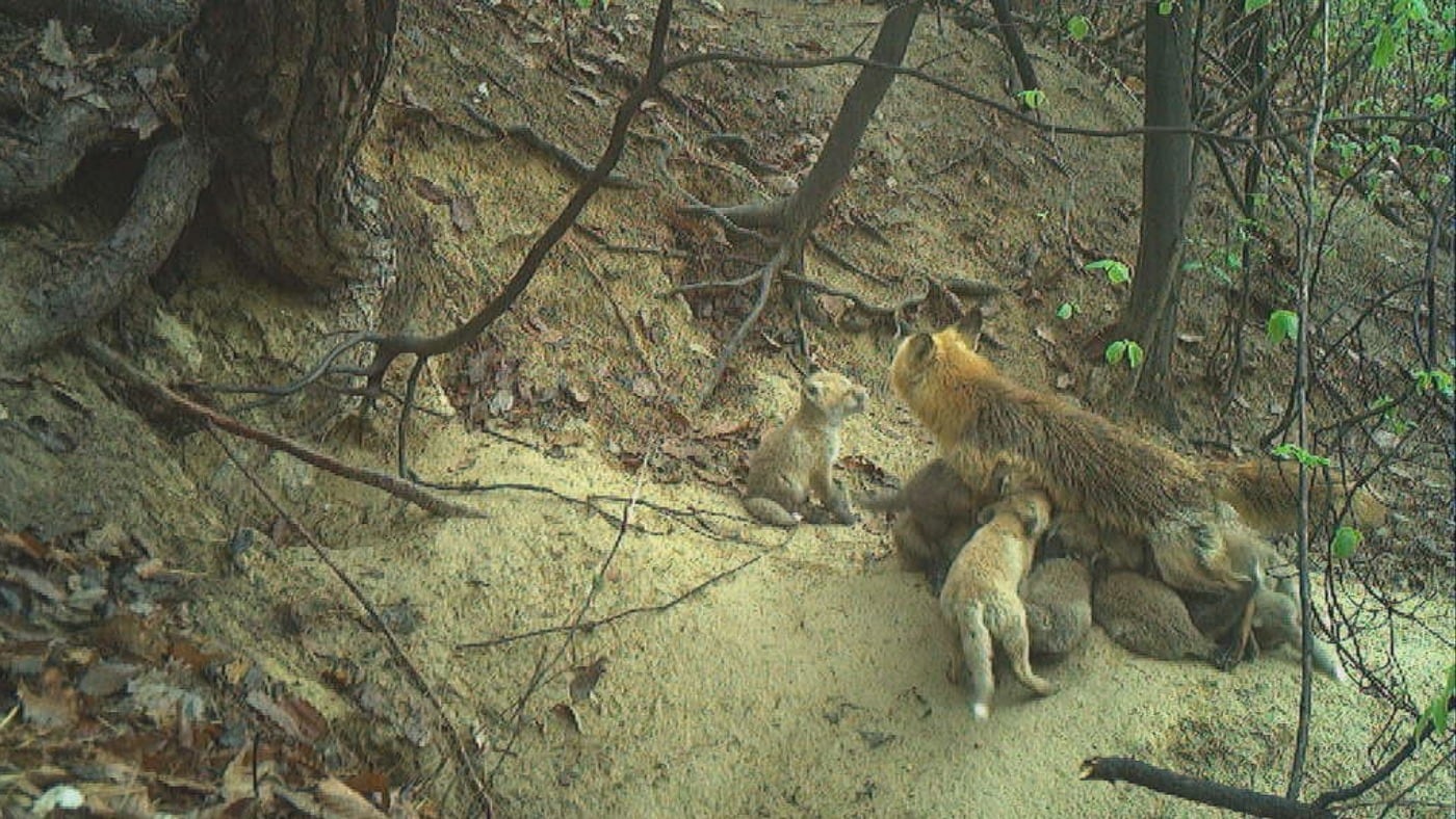 소백산에서 여우가 새끼 12마리를 양육하는 모습. (국립공원공단 제공) 2025.10.9 /뉴스1