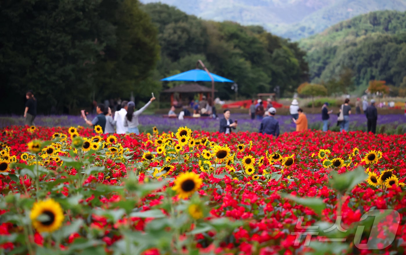 함양군 상림공원꽃단지에서 시민들이 꽃구경을 하며 즐거운 시간을 보내고 있다. (함양군 제공. 재판매 및 DB 금지) 2025.10.9 ⓒ 뉴스1