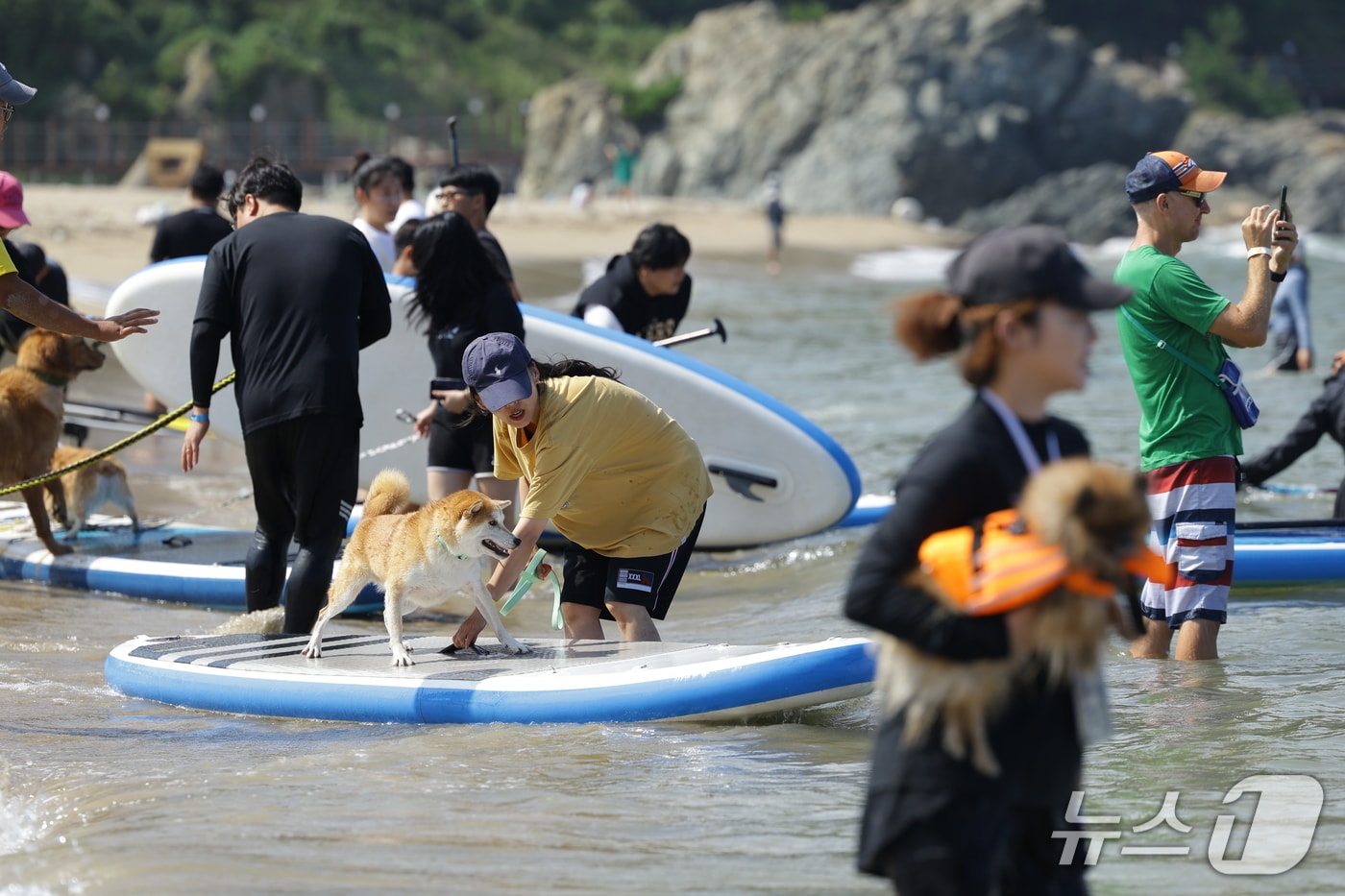 울산시가 진행한 댕댕 해변축제. (울산시 제공. 재판매 및 DB 금지) /뉴스1