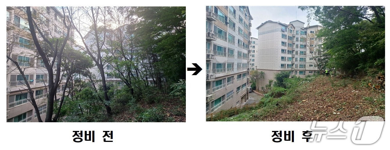 사당유니드아파트 '위험 수목 정비' 전후 사진.(동작구 제공)