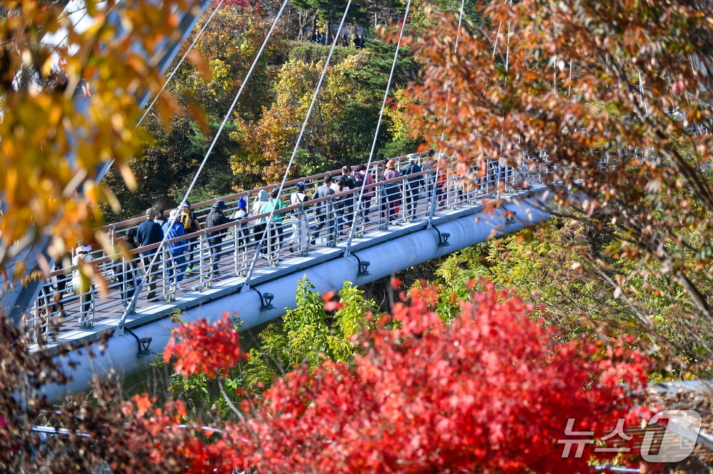 영주댐 전국 건강걷기대회 참가자들이 용미교를 걷고 있다.(영주시 제공. 재판매 및 DB 금지)2025.11.10/뉴스1