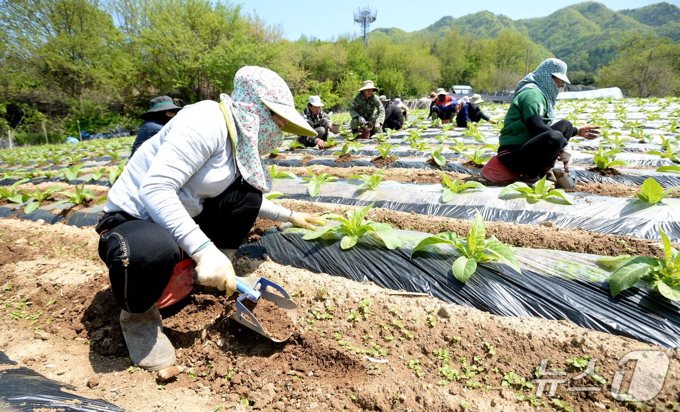 강원 화천 외국인 계절근로자.(화천군 제공, 재판매 및 DB금지)