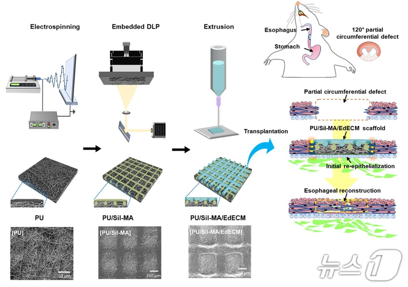 융합 바이오 가공 인공식도 제작 및 조직 재생 과정 이미지. (국립부경대 제공. 재판매 및 DB 금지)