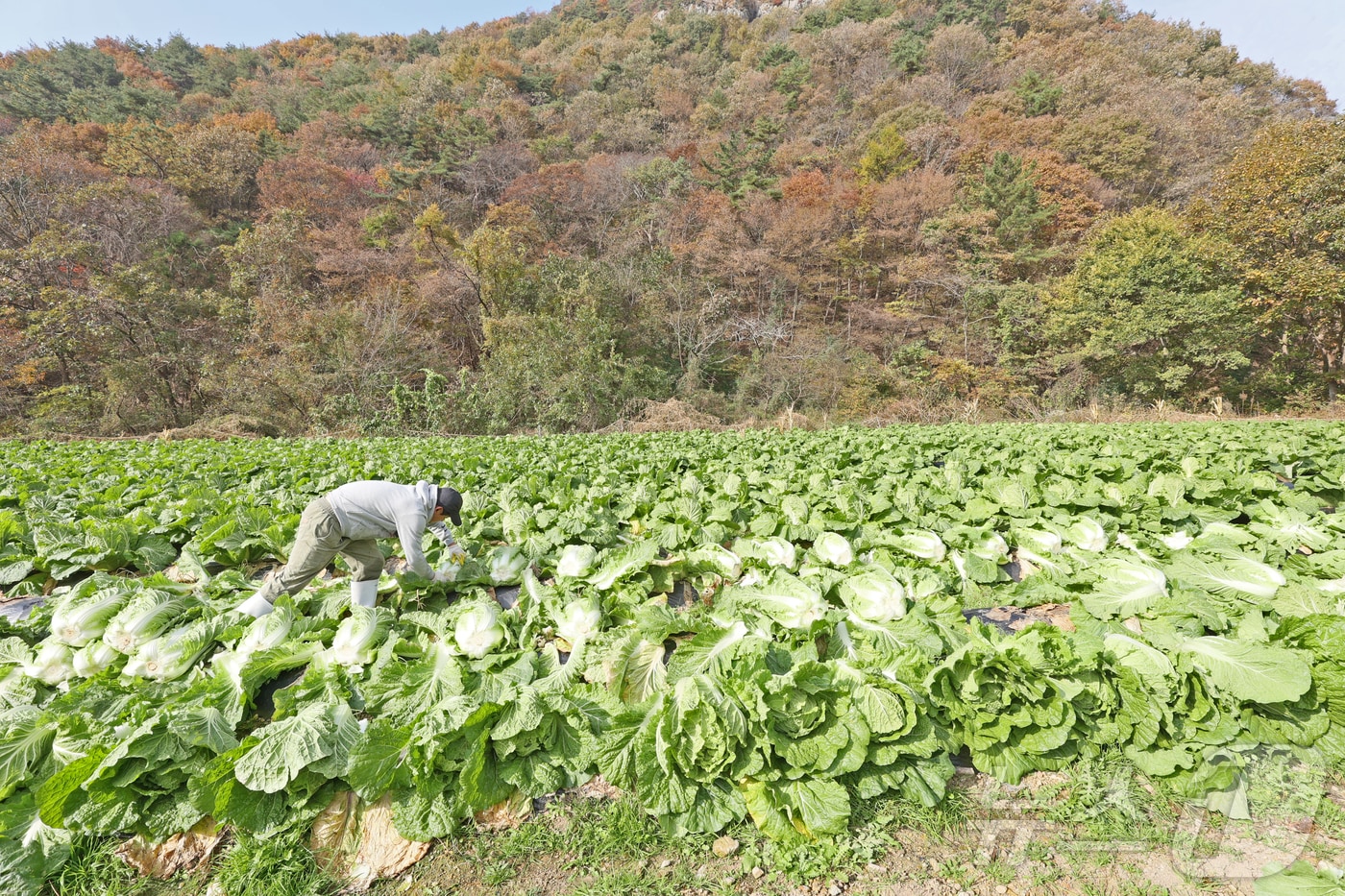 10일 전북 임실군 신덕면의 배추밭에서 농부들이 김장시즌을 맞아 속이 꽉찬 배추를 수확하고 있다.(임실군제공. 재판매 및 DB금지)2025.11.10/뉴스1 ⓒ News1 김동규 기자