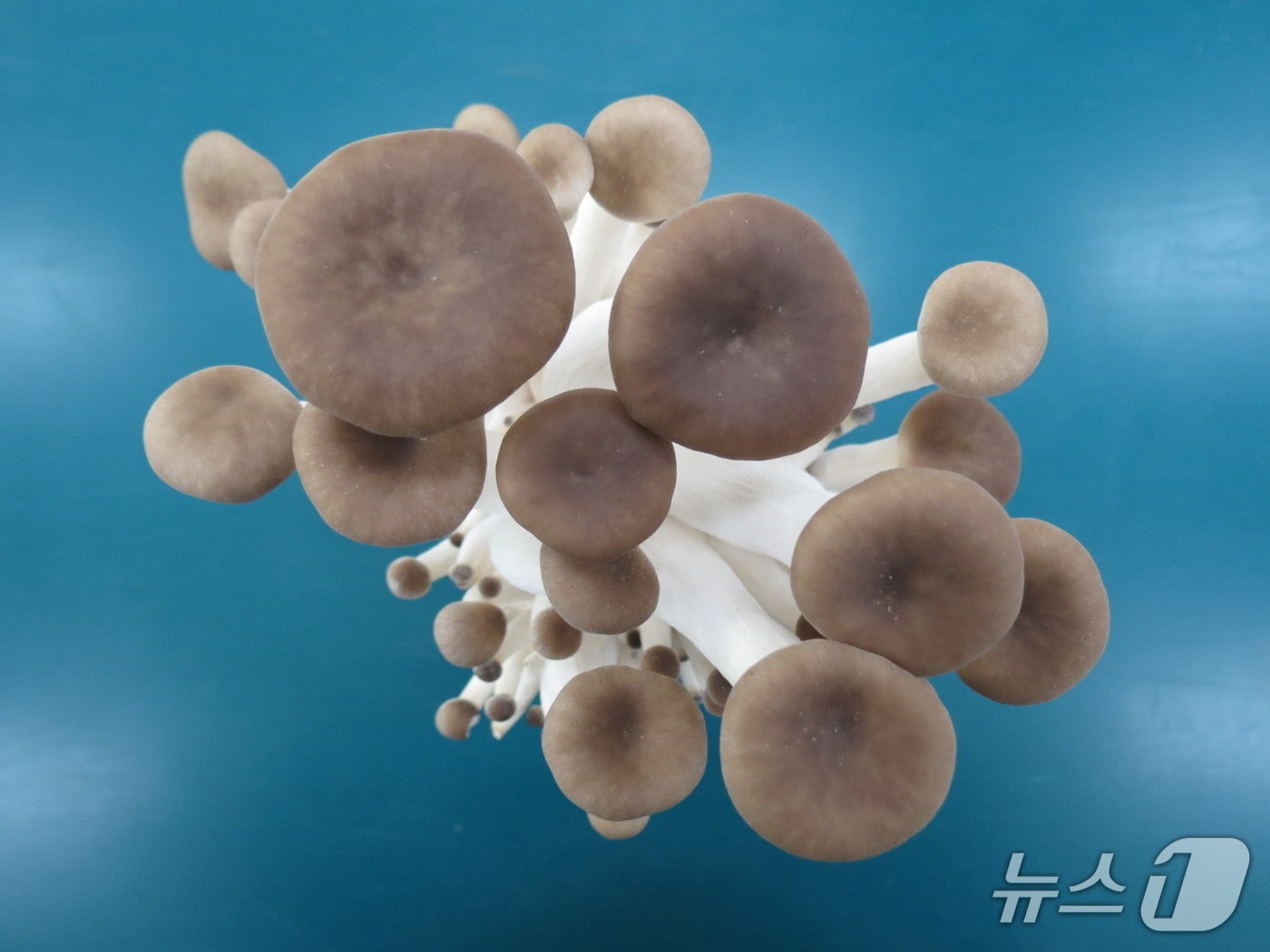 경남농업기술원이 육성한 신품종 버섯 &#39;새느’&#40;경남농기원 제공. 재판매 및 DB금지&#41;.