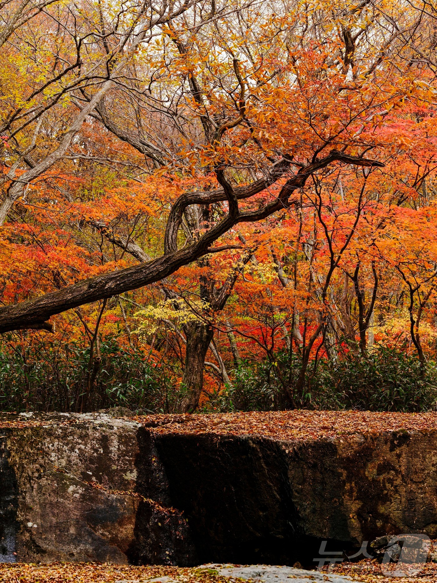 11일 전북 진안군 주천면 운장산 칠성대에 가을이 깊어지고 있다.&#40;진안군제공. 재판매 DB금지&#41;2025.11.11/뉴스1