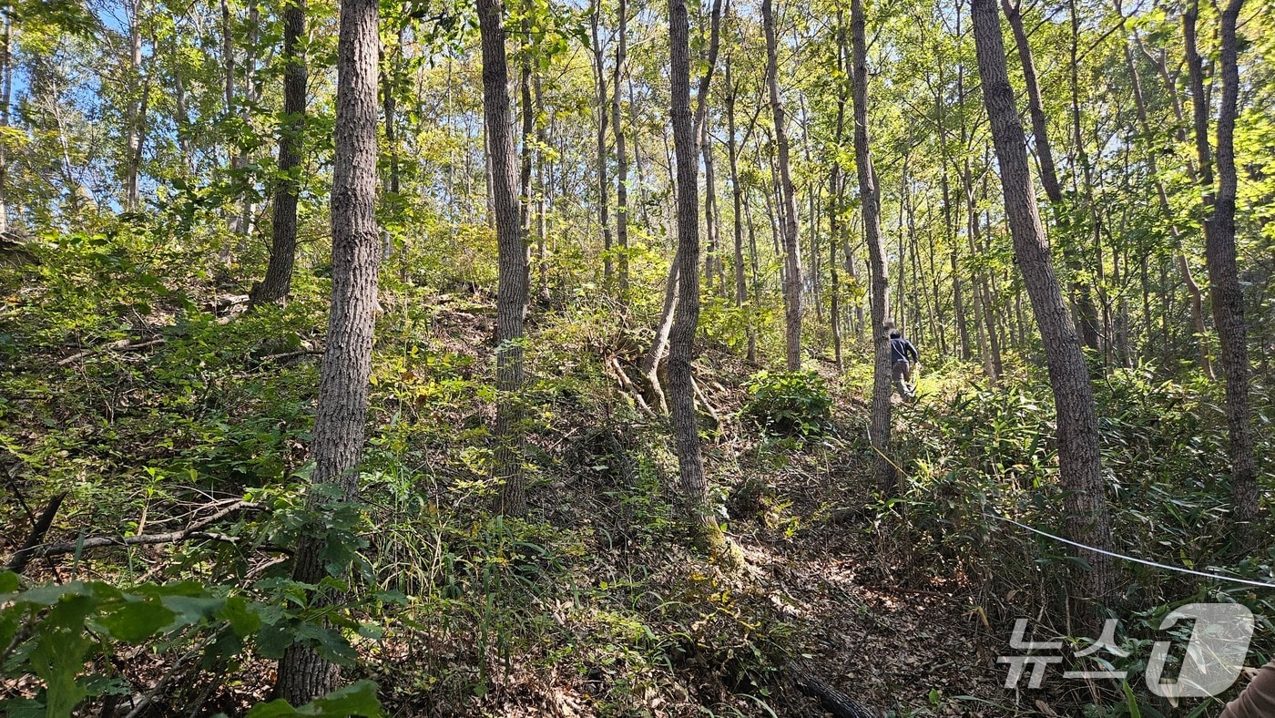 전북 진안군은 산림의 기능 회복과 건강한 숲 조성을 위한 '2025년 숲가꾸기 사업'을 모두 완료했다.(진안군제공, 재판매 및 DB금지)2025.11.11/뉴스1