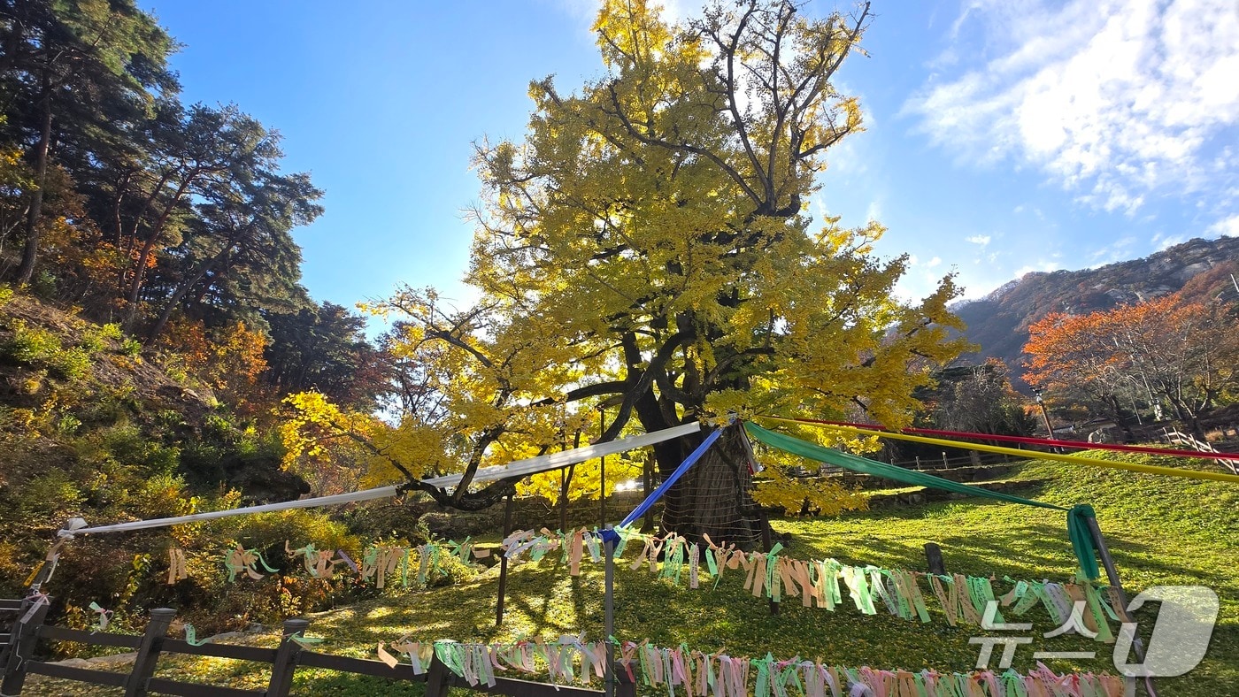 충북 영동군 양산면 소재 영국사 은행나무가 천태산 자락에서 황금빛 단풍으로 곱게 물들어 가고 있다. (영동군 제공. 재판매 및 DB금지)