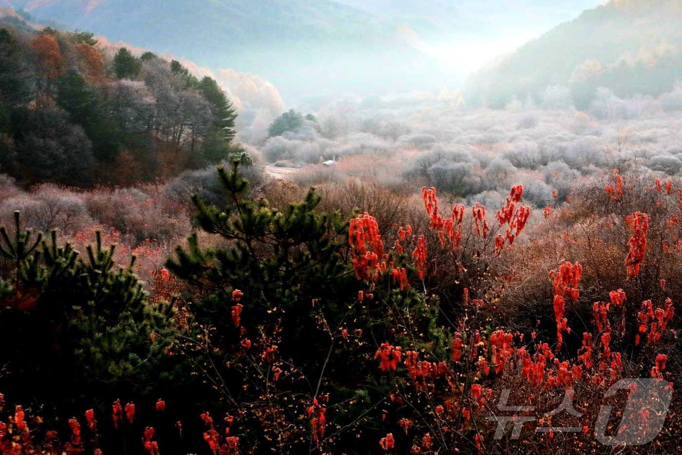 12일 오전 강원 인제군 남면 갑둔리에 위치한 '비밀의 정원' 일원에 서리가 내려 아름다운 가을 풍경을 자아내고 있다.(인제군 제공. 재판매 및 DB금지)/뉴스1 2025.11.12/뉴스1 ⓒ News1 이종재 기자