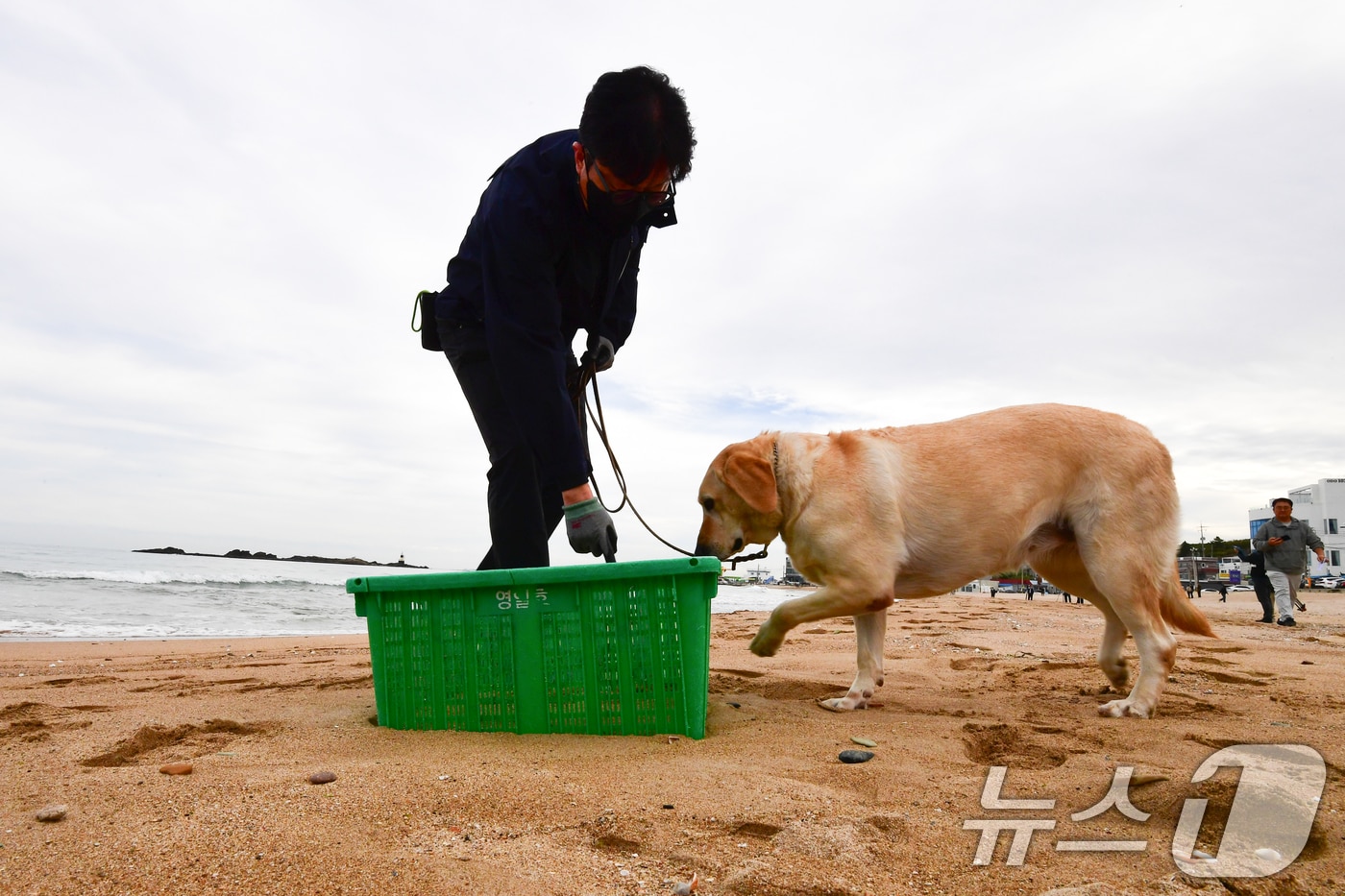 12일 경북 포항시 북구 흥해읍 칠포리 해수욕장 백사장에서 관세청 마약 탐지견이 마약 의심류 물질을 수색하고 있다. 2025.11.12/뉴스1 ⓒ News1 최창호 기자