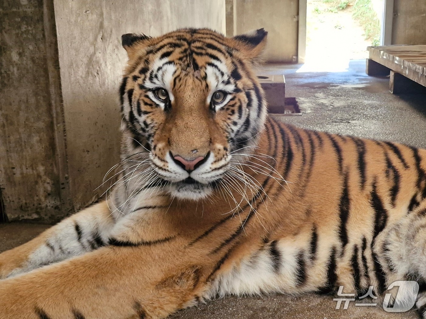 백두산호랑이 미령(한국수목원정원관리원 제공) /뉴스1
