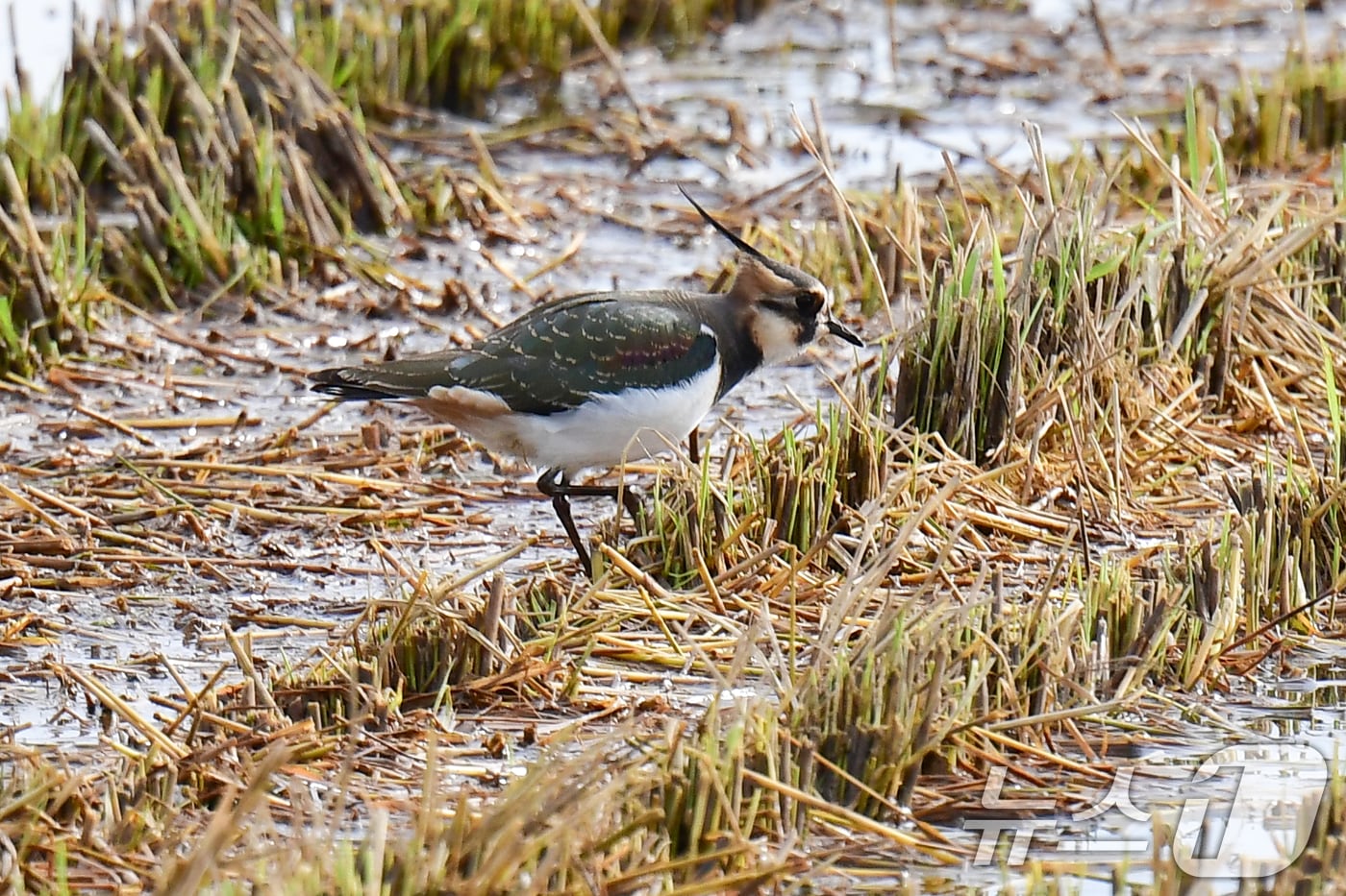 13일 겨울새인 댕기물떼새 한마리가 경북 포항시 북구 흥해읍 들녘에서 먹잇감을 찾아 다니고 있다. 2025.11.13/뉴스1 ⓒ News1 최창호 기자