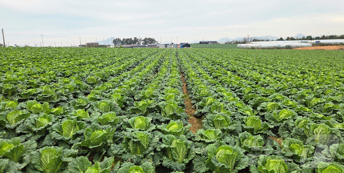 해남 가을배추./뉴스1
