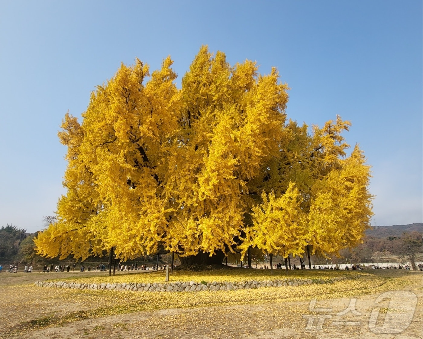 천연기념물 제167호인 강원 원주시 문막읍 반계리 은행나무가 지난해 11월 13일 단풍절정기를 맞은 가운데, 노랗게 물든 진풍경을 나타내고 있다. 2025.11.13. ⓒ 뉴스1 신관호 기자