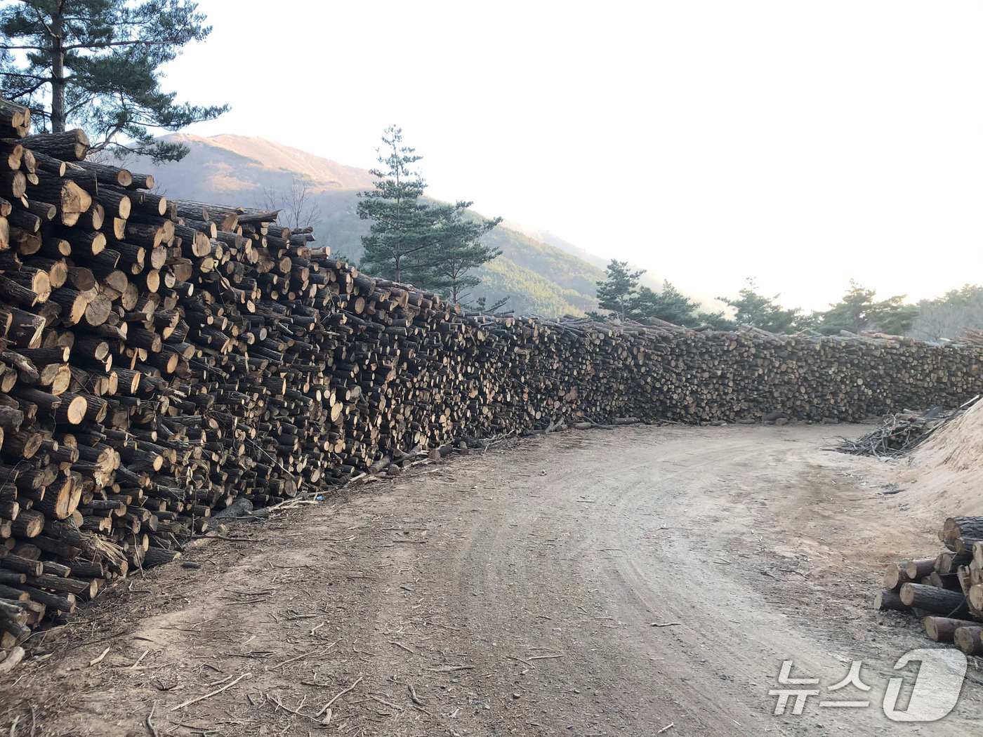 울산 선도단지(산림청 제공.재판매 및 DB금지)/뉴스1