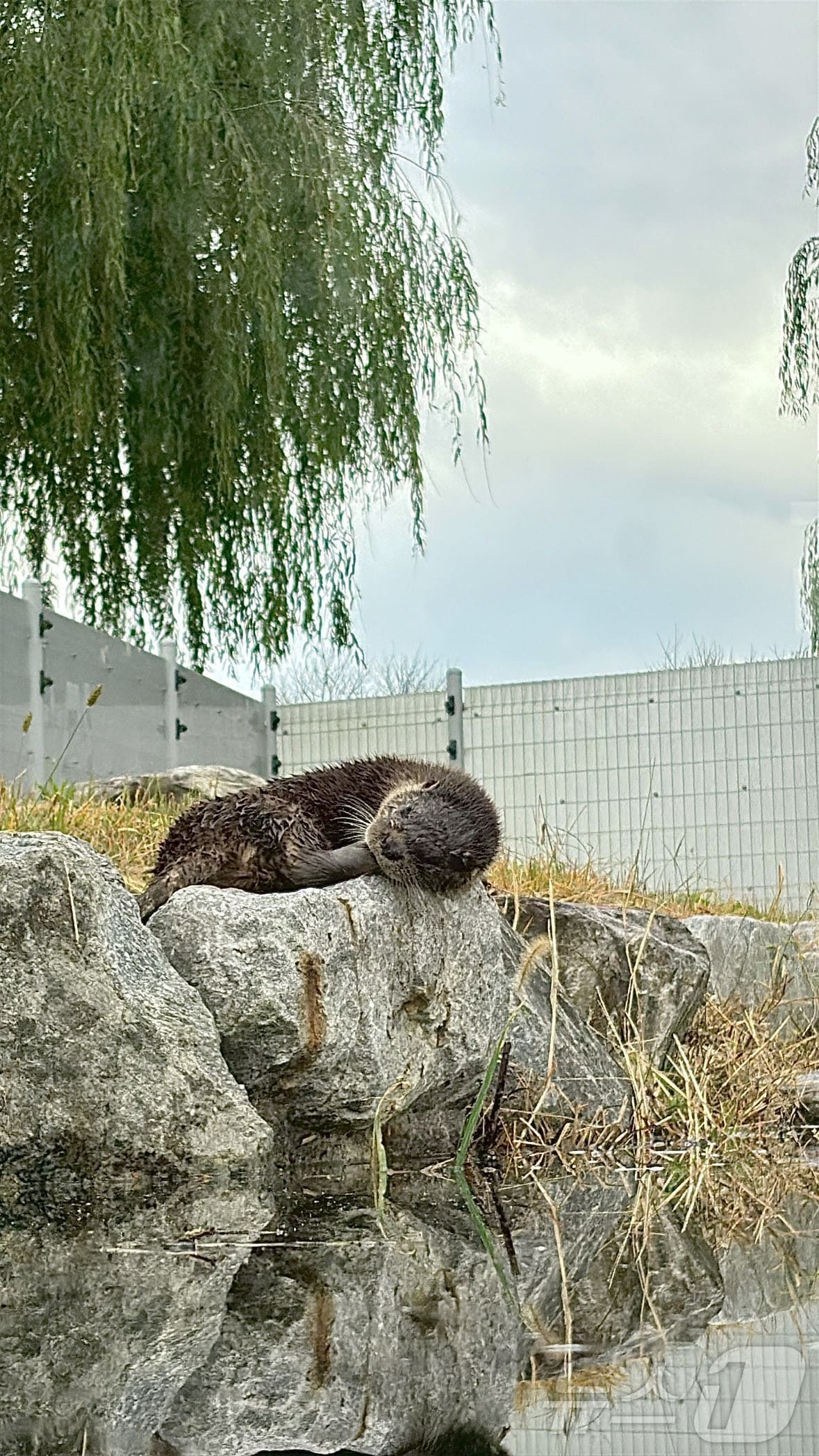 전남 구례군은 14일 섬진강수달생태공원에 천연기념물 수달 2마리를 입식했다. &#40;구례군 제공. 재판매 및 DB금지&#41; ⓒ News1 김성준 기자