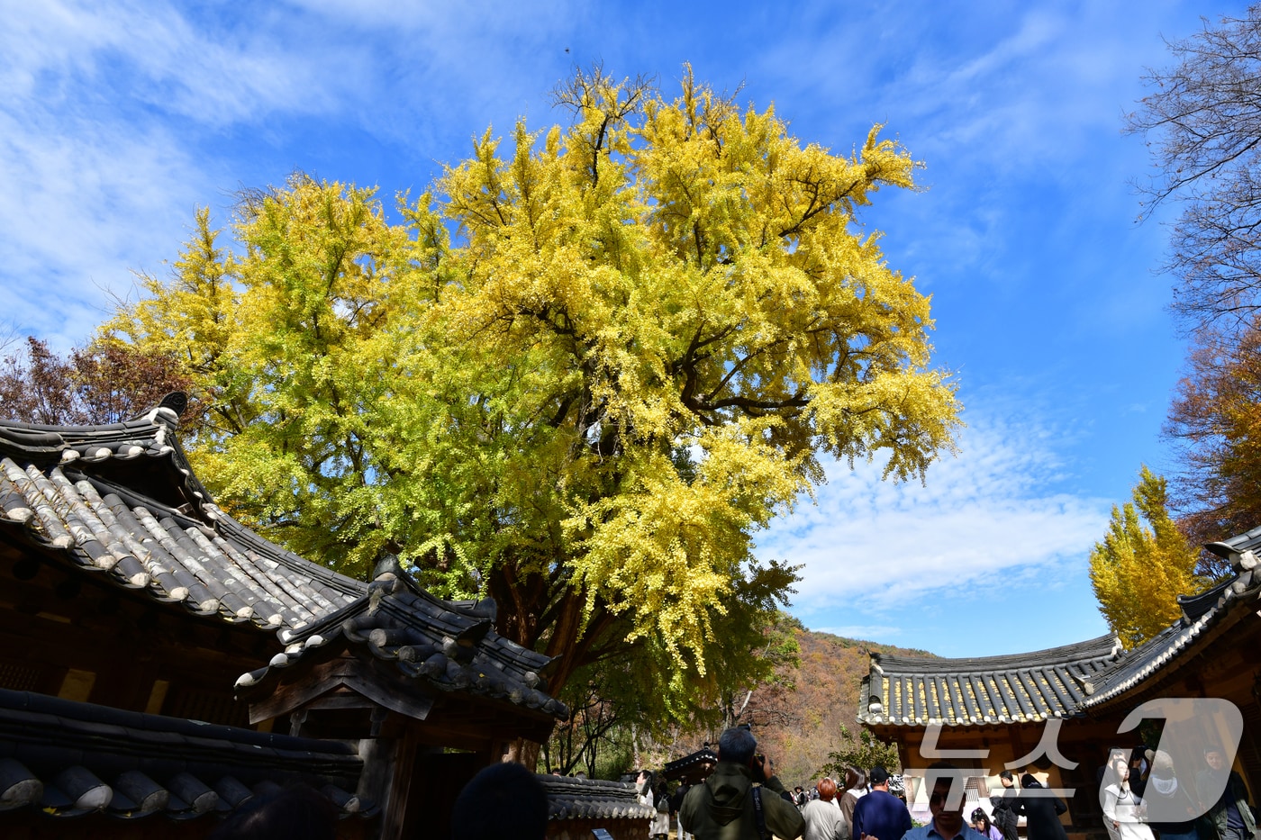 16일 경북 경주시 강동면 운곡서원에서 관광객들이 황금빛으로 물든 은행나무 아래에서 가을을 만끽하고 있다. 2025.11.16/뉴스1 ⓒ News1 최창호 기자