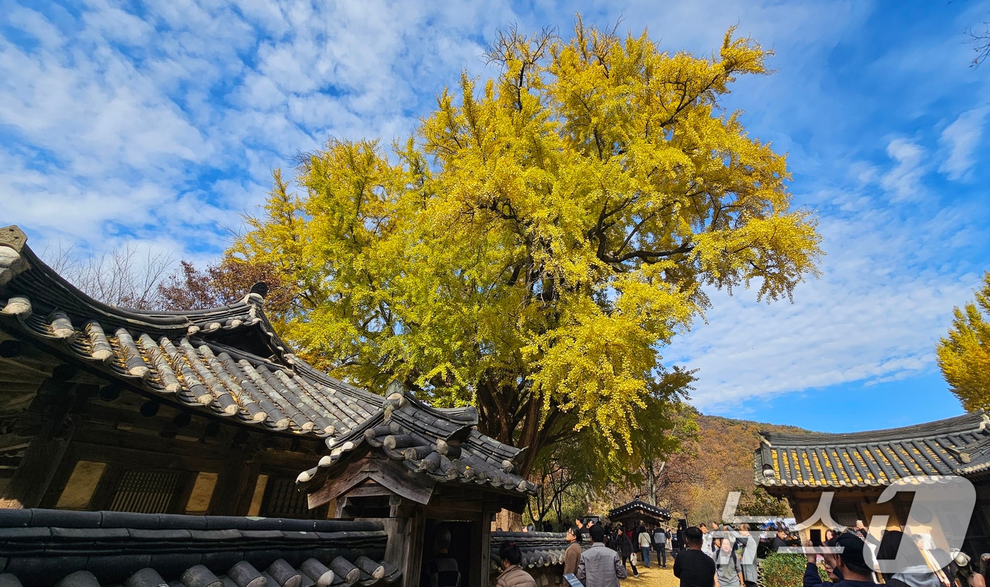 16일 경북 경주시 강동면 운곡서원에서 관광객들이 노란색으로 물든 은행나무 아래에서 가을을 만끽하고 있다. 2025.11.16/뉴스1 ⓒ News1 최창호 기자