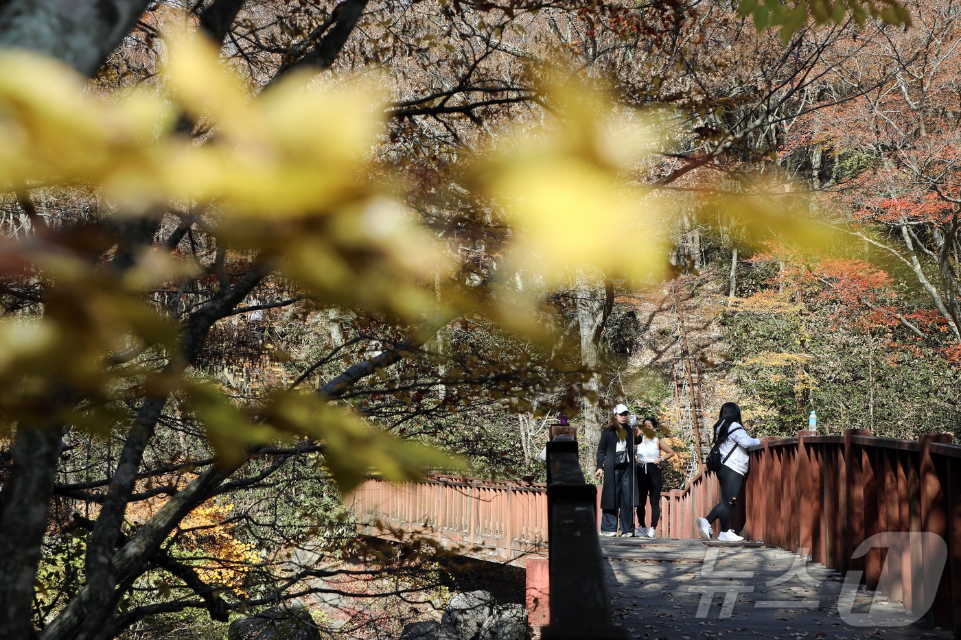 16일 한라산 어리목교에서 탐방객들이 단풍을 즐기고 있다. 2025.11.16/뉴스1 ⓒ News1 오미란 기자