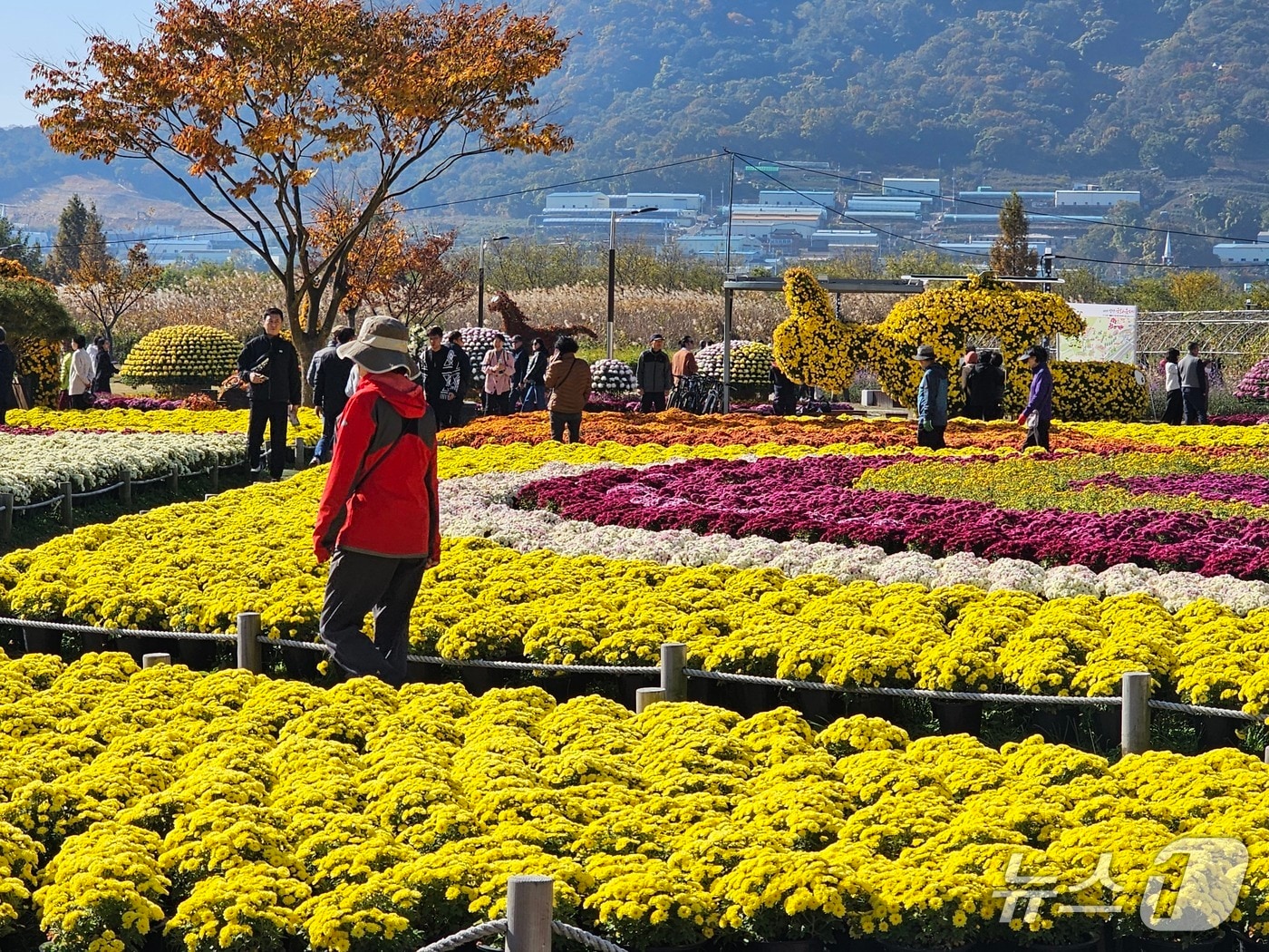 16일 양산국화축제를 찾은 나들이객들이 국화를 둘러보고 있다. 2025.11.16 ⓒ 뉴스1 박민석 기자