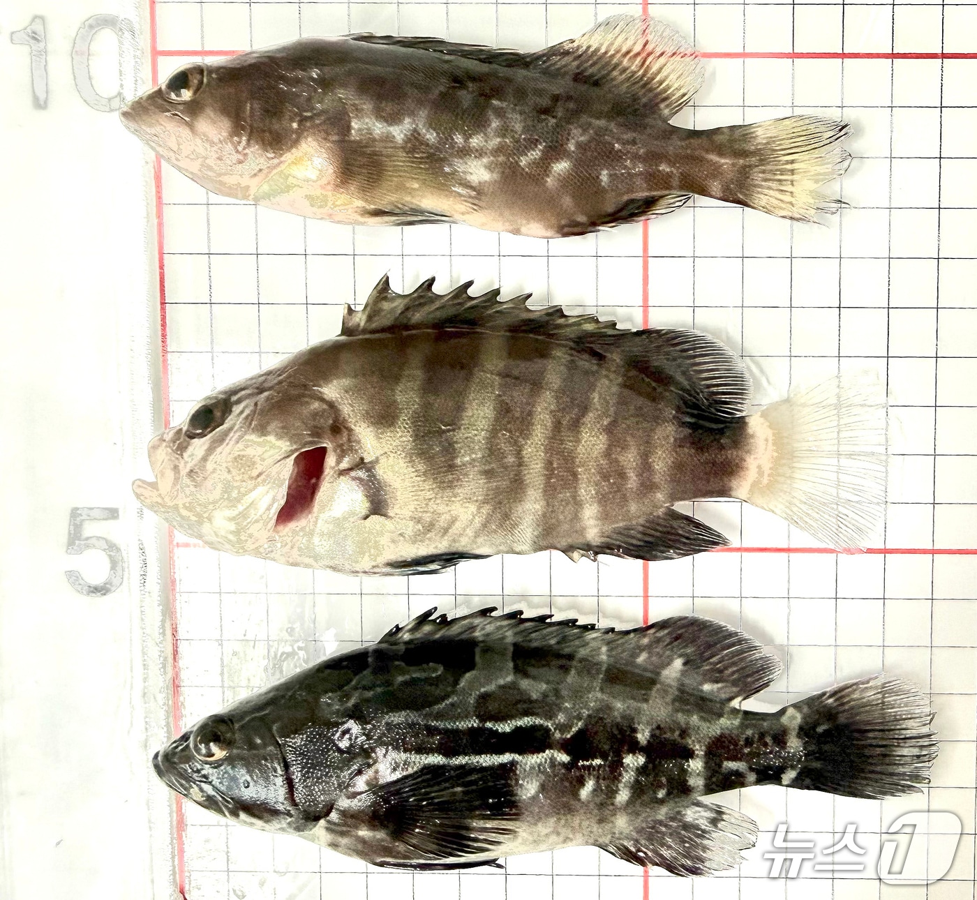 (상단부터) 붉바리, 능성어, 자바리 종자.(제주특별자치도 해양수산연구원 제공, 재판매 및 DB 금지)