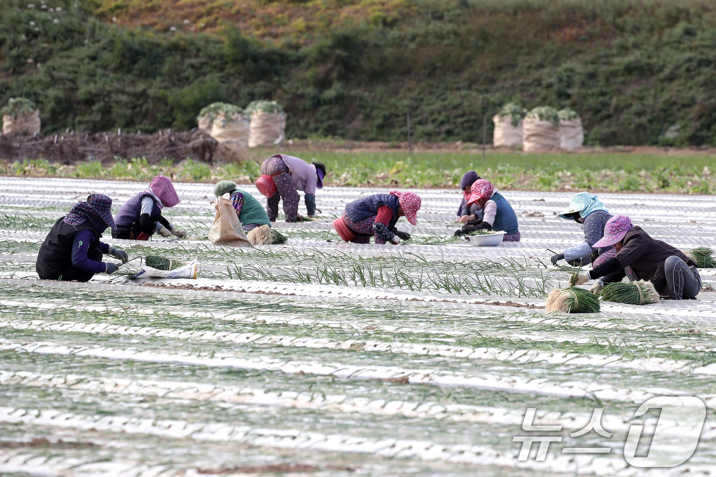 17일 오후 대구 달성군 구지면 들녘에서 농민과 외국인 계절근로자들이 추위를 잊은 채 양파 모종을 심고 있다. 2025.11.17/뉴스1 ⓒ News1 공정식 기자