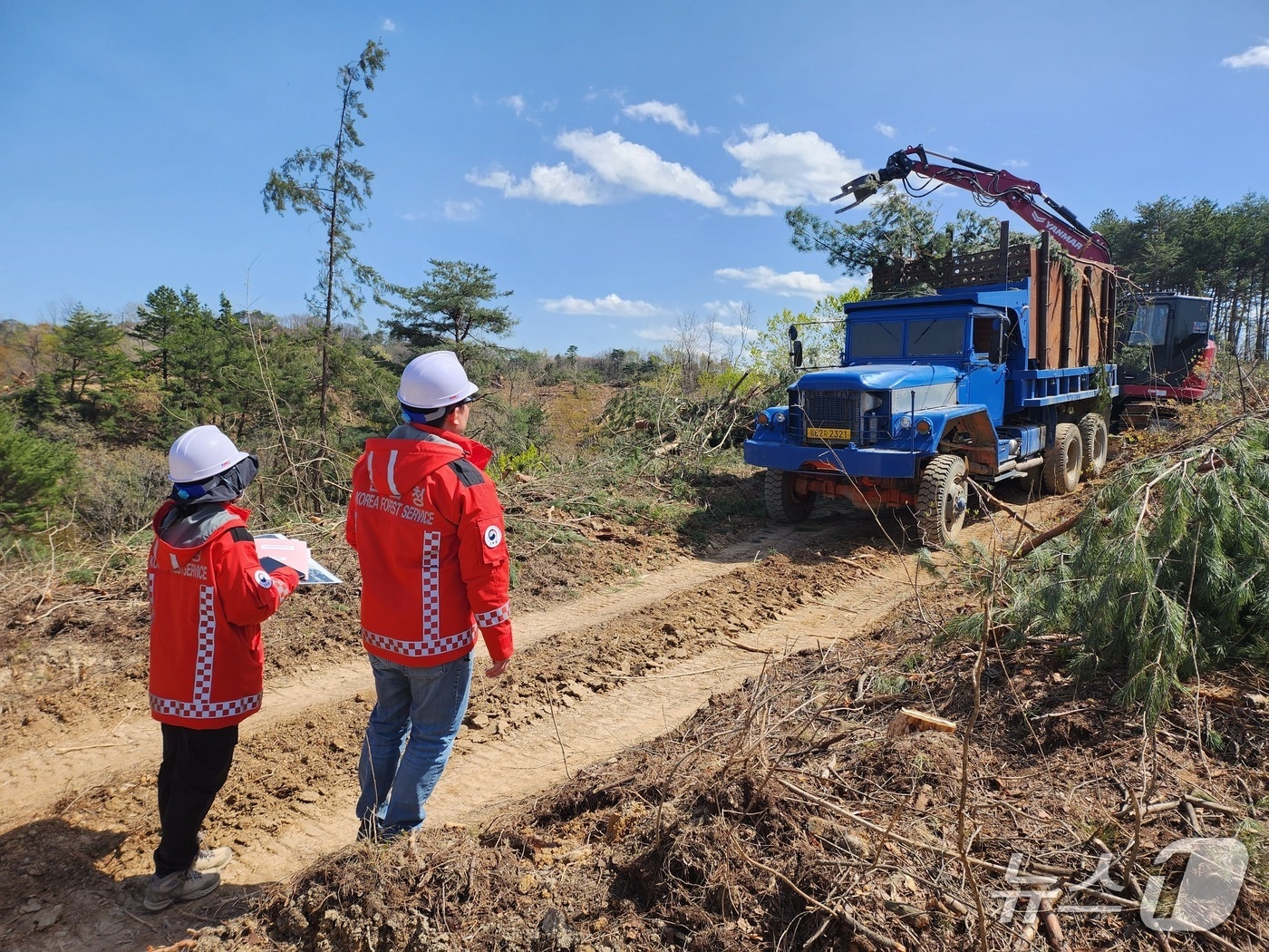 소나무재선충병 방제사업.(동부지방산림청 제공, 재판매 및 DB 금지)2025.11.17/뉴스1