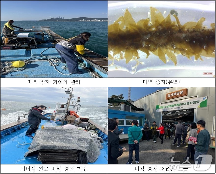 기장군이 자체생산한 고품질 기장미역 종자를 지역 양식어업인 보급했다.(기장군 제공. 재판매 및 DB금지)