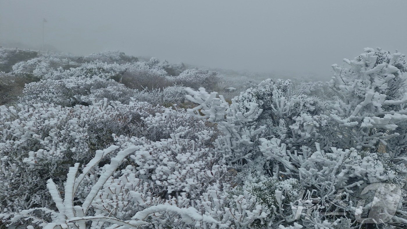 한라산에 눈이 내린 모습.(한라산국립공원  제공. 재판매 및 DB 금지)2025.11.18/뉴스1 ⓒ News1 