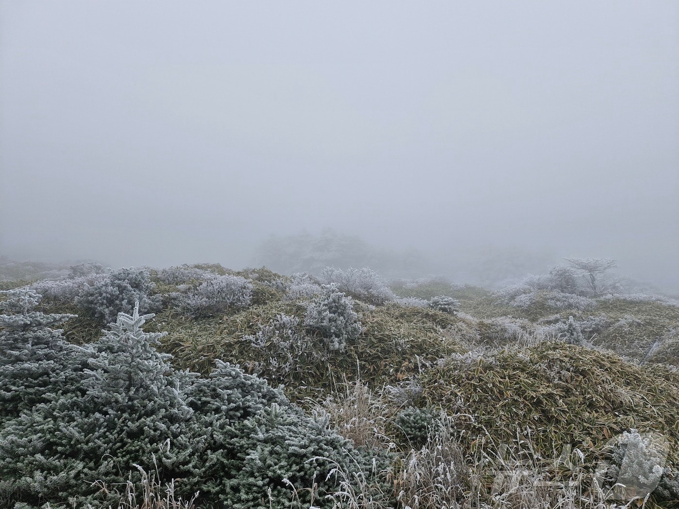 18일 오전 제주 한라산에 첫눈이 내려 장관을 연출하고 있다. 올 가을 첫눈은 지난해(11월27일)보다 9일 빨랐다.(한라산국립공원 김성황 씨 제공. 재판매 및 DB 금지)2025.11.18/뉴스1 ⓒ News1 홍수영 기자
