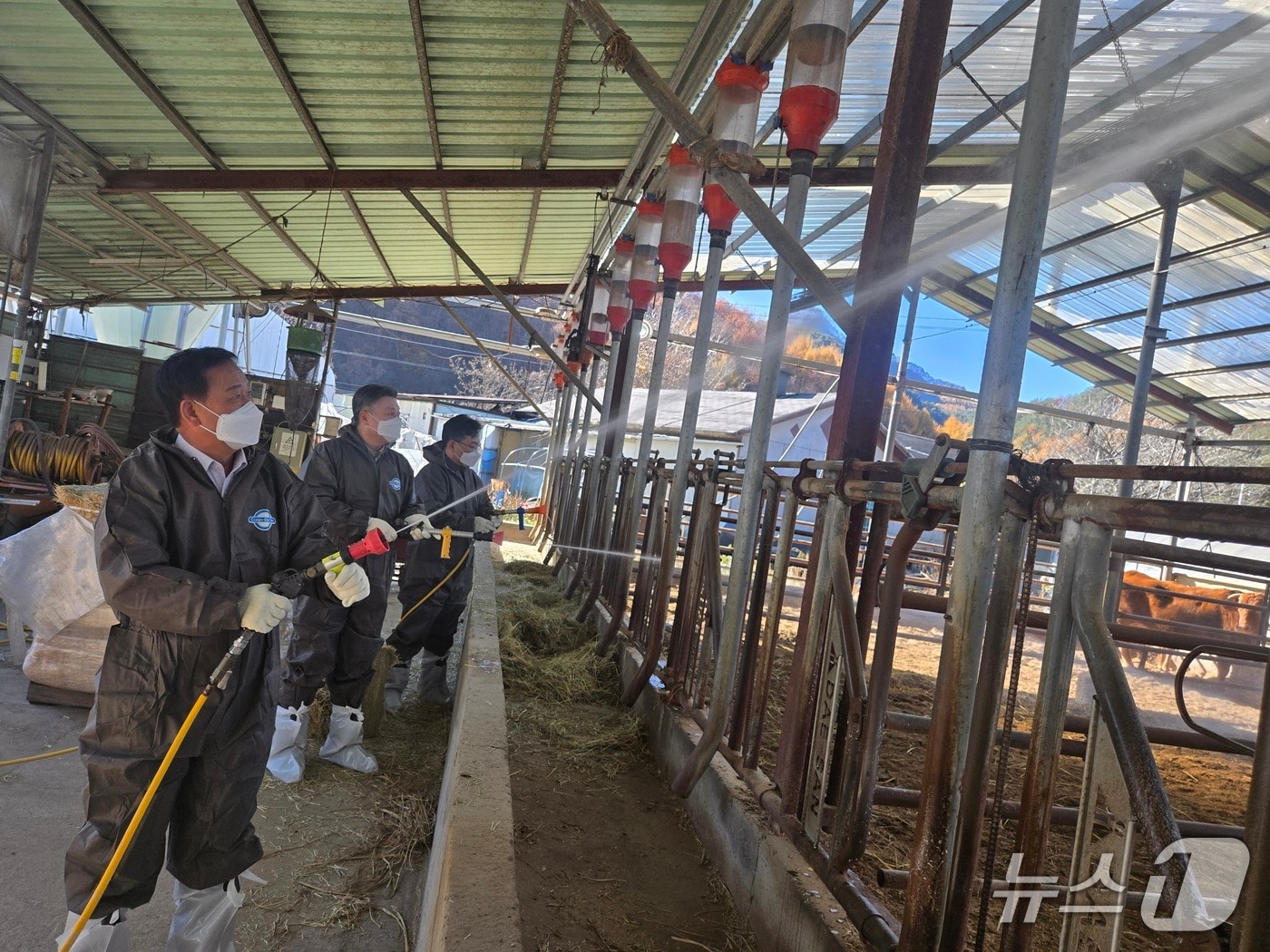 홍천지역 축산농가 방역 상황 점검.&#40;농협 강원본부 제공. 재판매 및 DB금지&#41;/뉴스1