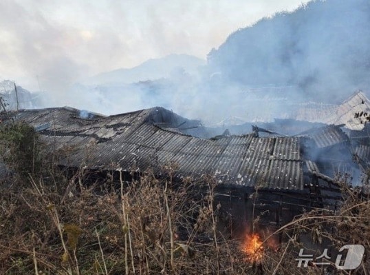 지난 1일 경기 포천시 군내면의 돼지농장에서 불이 난 모습. (사진=경기도북부소방재난본부)