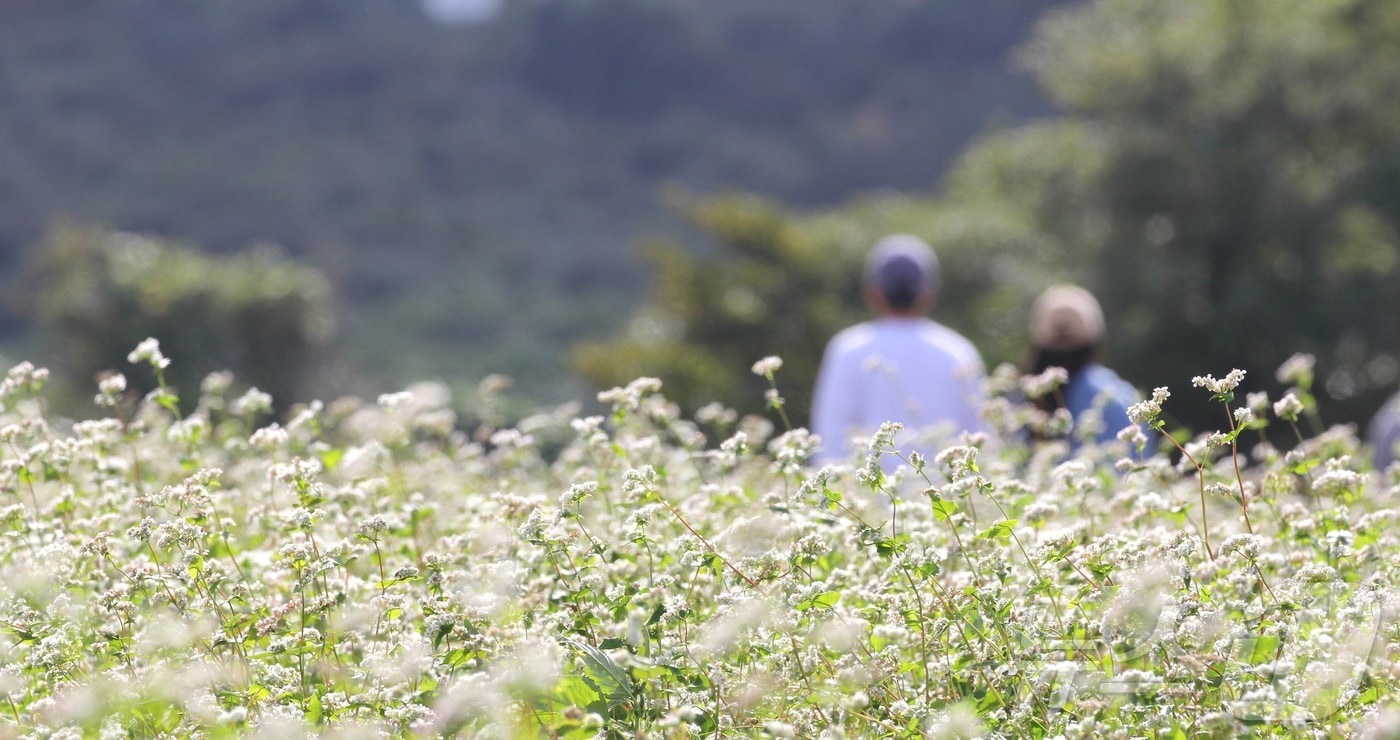 2일 제주도민과 관광객들이 '2025 와흘 가을 메밀문화제'가 열리는 제주시 조천읍 와흘메밀농촌체험휴양마을의 메밀밭을 걷고 있다. 2025.11.2/뉴스1 ⓒ News1 강승남 기자
