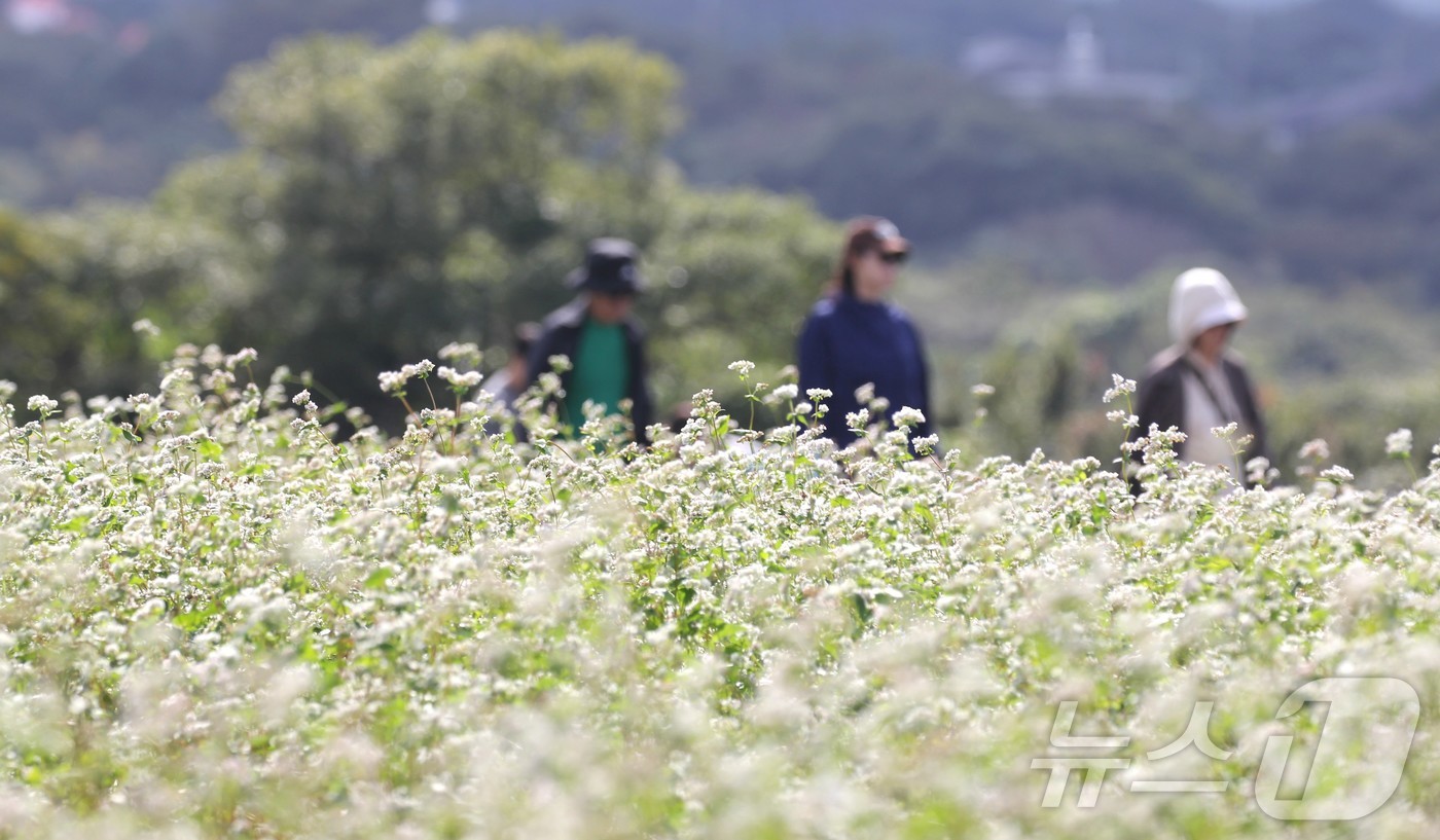제주 메밀밭(자료사진)/뉴스1