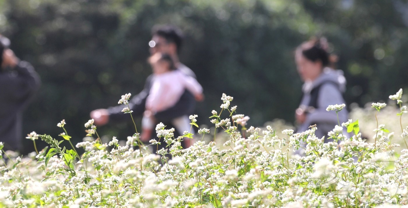 2일 제주도민과 관광객들이 '2025 와흘 가을 메밀문화제'가 열리는 제주시 조천읍 와흘메밀농촌체험휴양마을의 메밀밭을 걷고 있다. 2025.11.2/뉴스1 ⓒ News1 강승남 기자