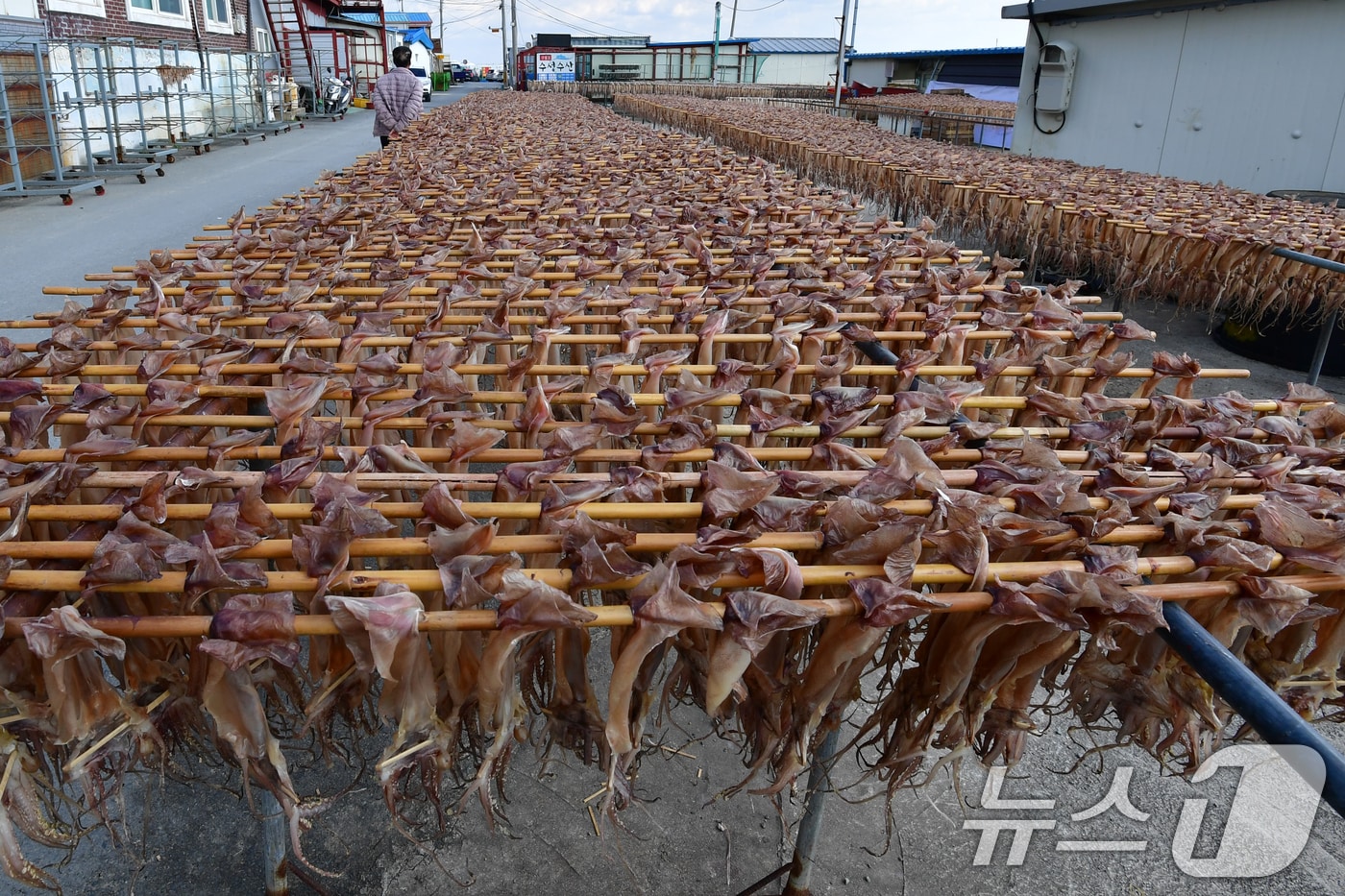 지난 2일 경북 포항시 남구 구룡포 해안도로의 덕장에서 오징어를 말리는 작업이 한창이다. 2025.11.2/뉴스1 ⓒ News1 최창호 기자