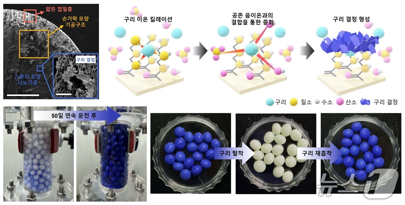 구리 재배 캡슐 단면 등 이미지(한국연구재단 제공) /뉴스1