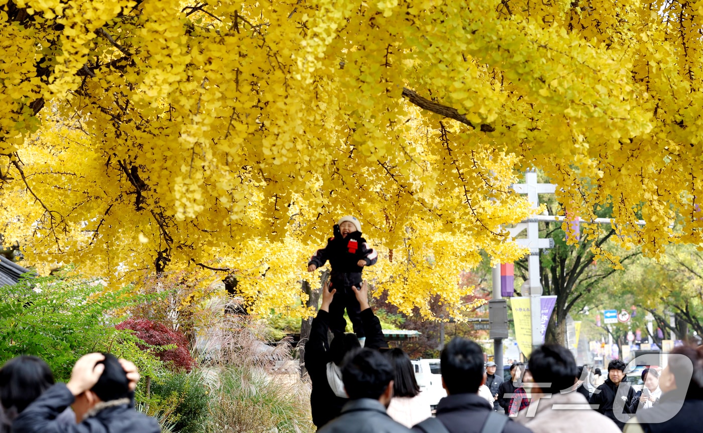 20일 전북 전주시 한옥마을을 찾은 시민들과 관광객들이 노랗게 물든 은행나무를 보며 늦가을 정취를 만끽하고 있다. 2025.11.20/뉴스1 ⓒ News1 유경석 기자