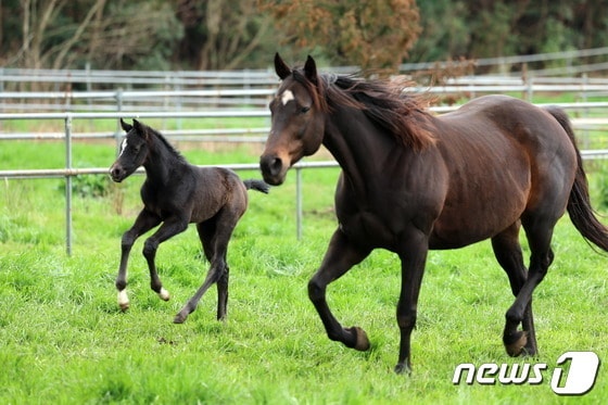 지난 2024년 제주 힐링팜목장에서 태어난 닉스고 자마(왼쪽).(한국마사회 제공. 재판매 및 DB 금지)