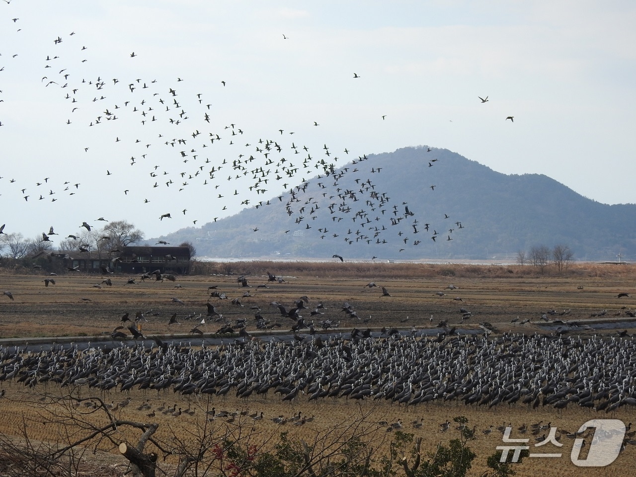 순천만 흑두루미. &#40;순천시 제공. 재판매 및 DB금지&#41;