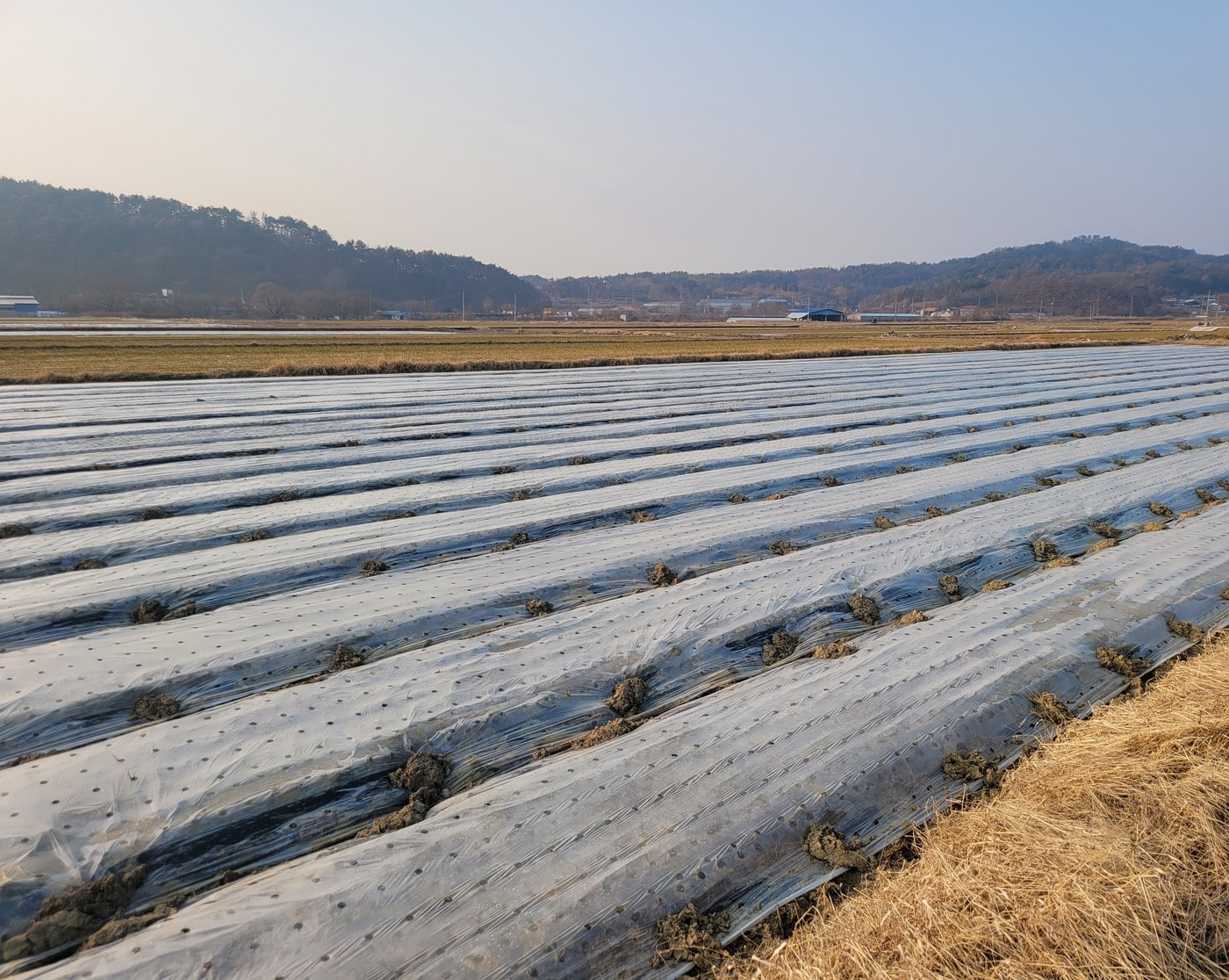 월동기 마늘에 피복 필름을 덮어준 모습. (농촌진흥청 제공) 2025.11.23 /뉴스1